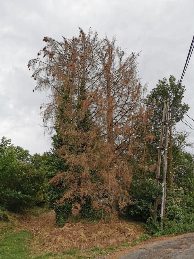 Image d'illustration pour Sécheresse - dépérissement massif des forêts en France