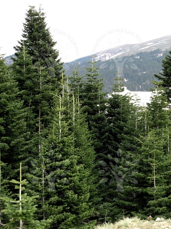 Image d'illustration pour Sécheresse - dépérissement massif des forêts en France