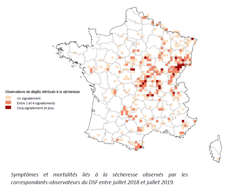 Image d'illustration pour Sécheresse - dépérissement massif des forêts en France