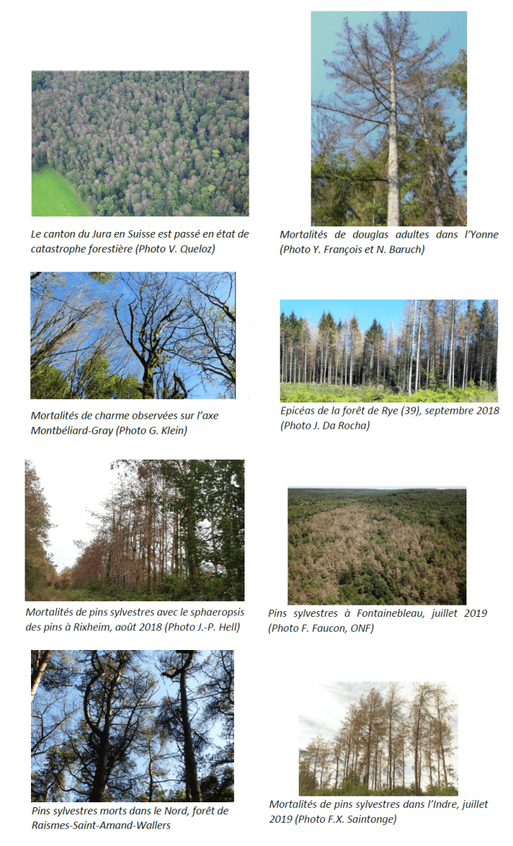 Image d'illustration pour Sécheresse - dépérissement massif des forêts en France